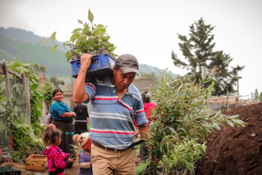 Entrega de plantas