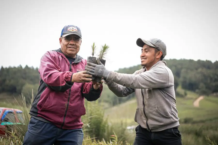 Entrega de plantas